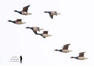 Birds take flight - Kilmore Quay