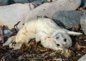 baby white seal