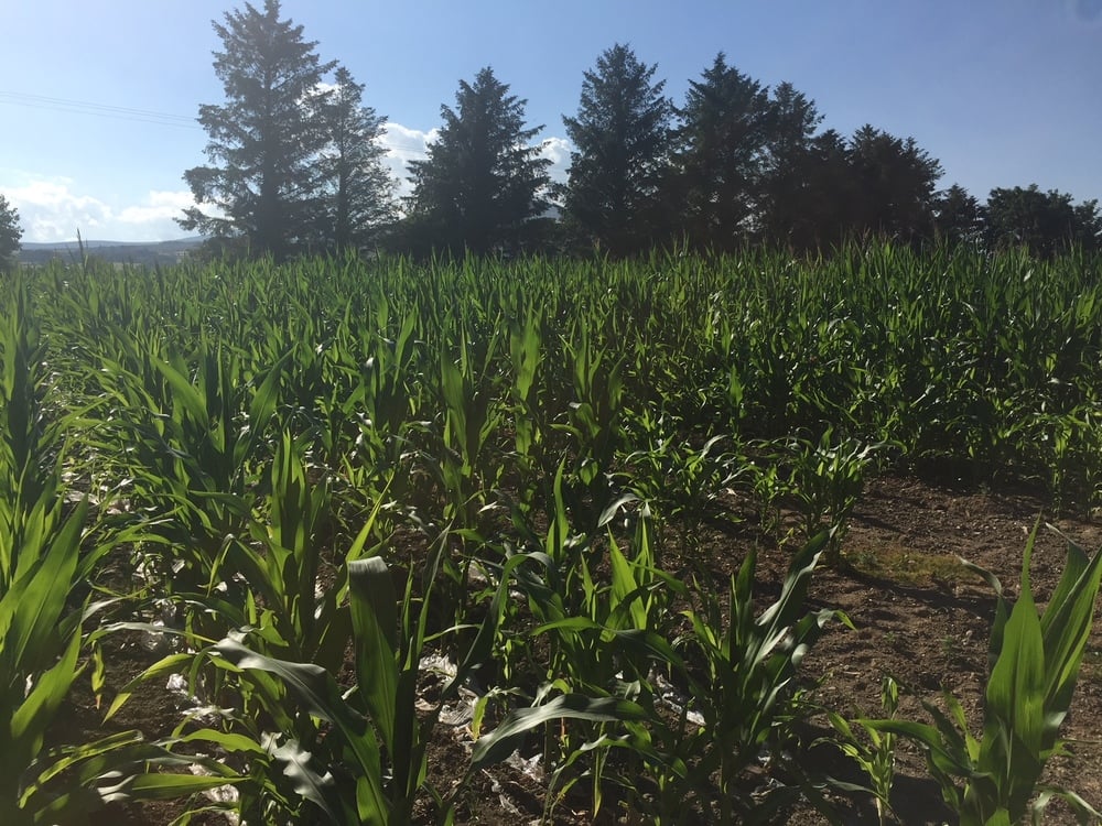 Maize Crops Thriving