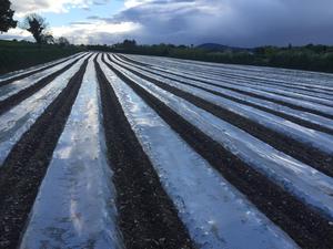 Fine establishment of  maize which is just starting to push through the plastic