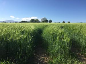 Winter barley which will be fit for harvesting in 6 weeks