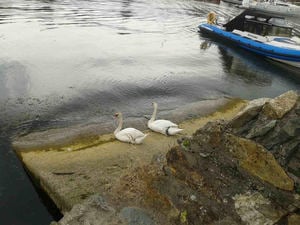 Just swanning around Courtown