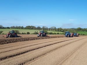 kilmore potatoes