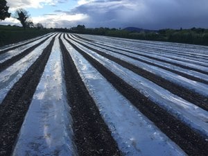 Maize Crops Ireland