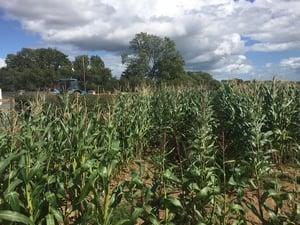 Maize Crop August Update