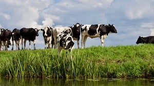 cow drinking water