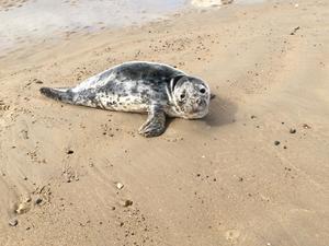 Stranded Seal Wexford