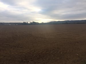 Spring Barley South East Ireland - Part 1