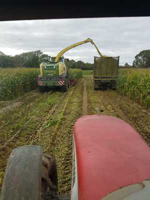 Maize Harvesting in Ireland