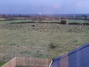 Grazing Cattle in Ireland