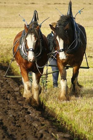 Foulksmills Ploughing Match