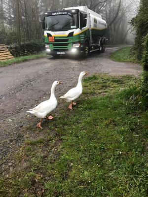 Geese Glen Fuels Ken Merriman